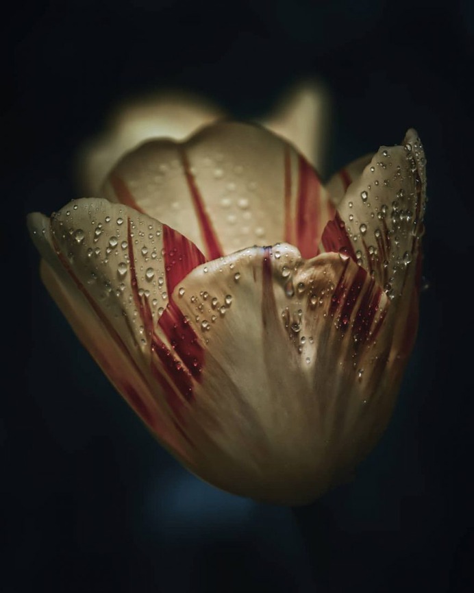 Fabulous Fine Art Flower Photography by Peter Wyss