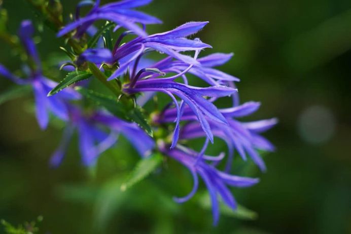 #ig_flowers: Beautiful Flowers Photography by Yasushi Kawakami
