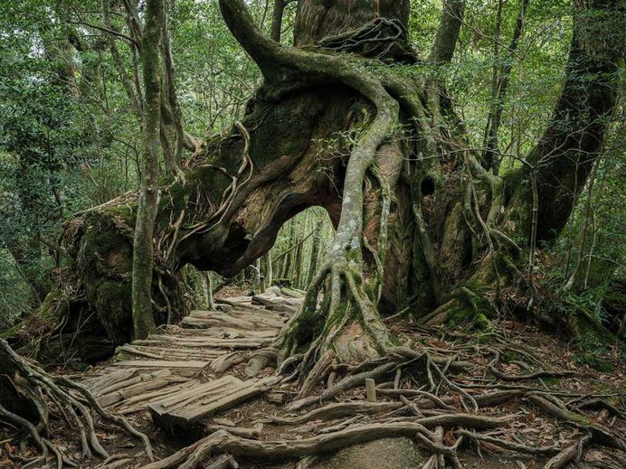 Yakushima - The Forest Spirit: Landscape Photography by Raphael Olivier
