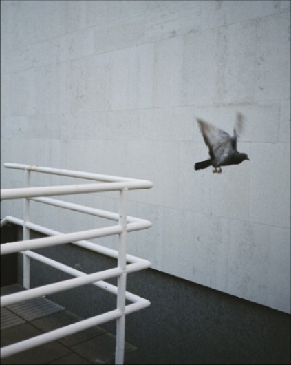 CRACK & SHINE Int'l #pigeon #photography