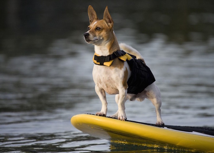 EzyDog Micro Doggy Flotation Device #tech #flow #gadget #gift #ideas #cool