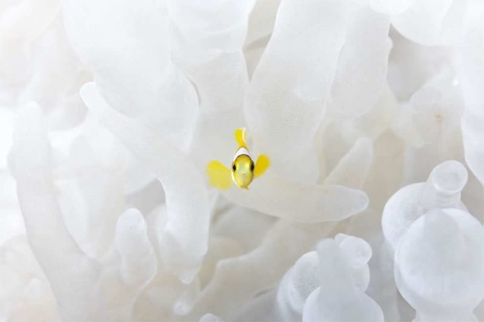 Finalists of The Royal Society Publishing Photography Competition 2016