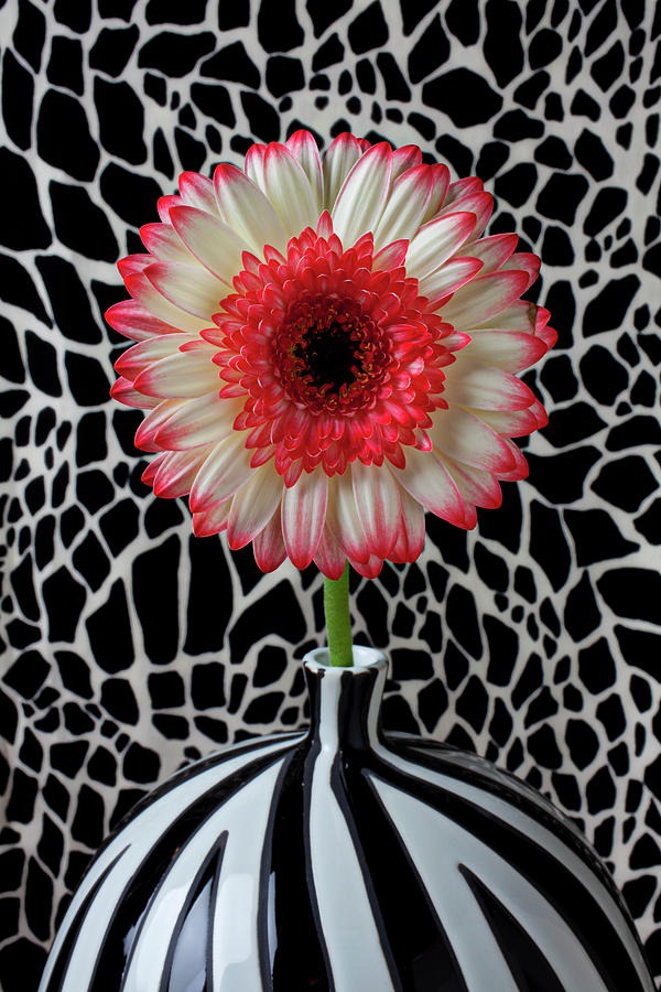 daisy painting & daisy paint by number #painting
