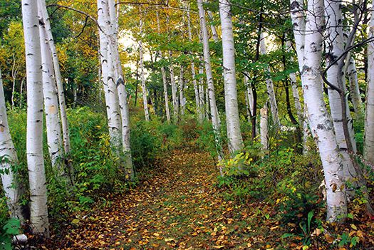 NH White Birch