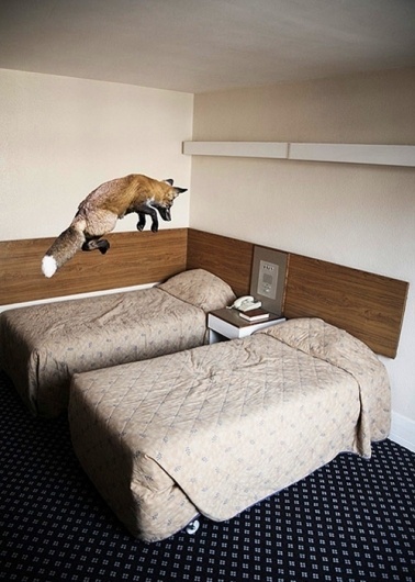 Fantastic  this isn't happiness.™ #photography #fox