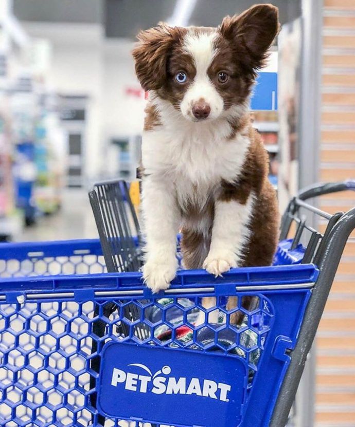 Most Dog Friendly Stores in America - PetSmart