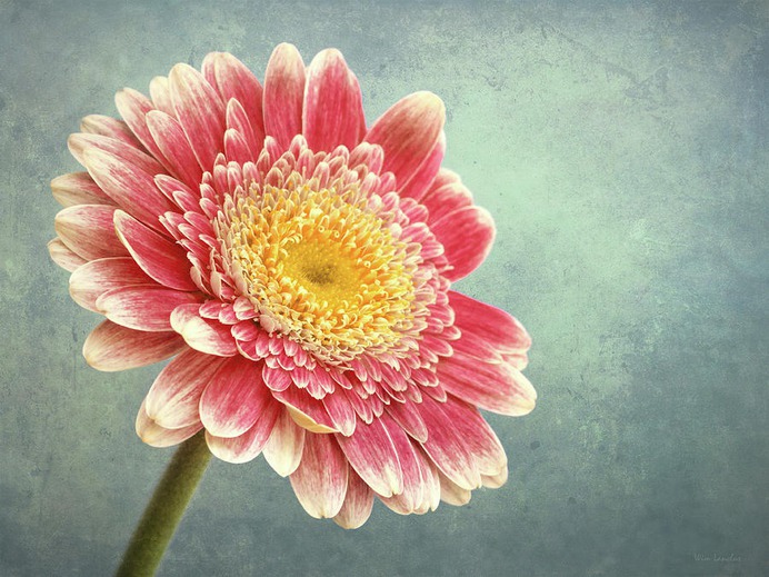 daisy painting & daisy paint by number #painting