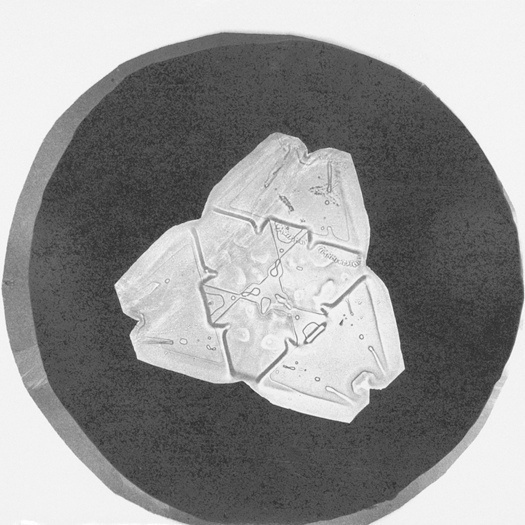 Snowflake Study | Flickr - Photo Sharing! #snowflake #photography #1890 #study