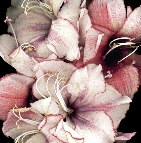 Breathe_TF014 #flower #photo #breathe #scanning