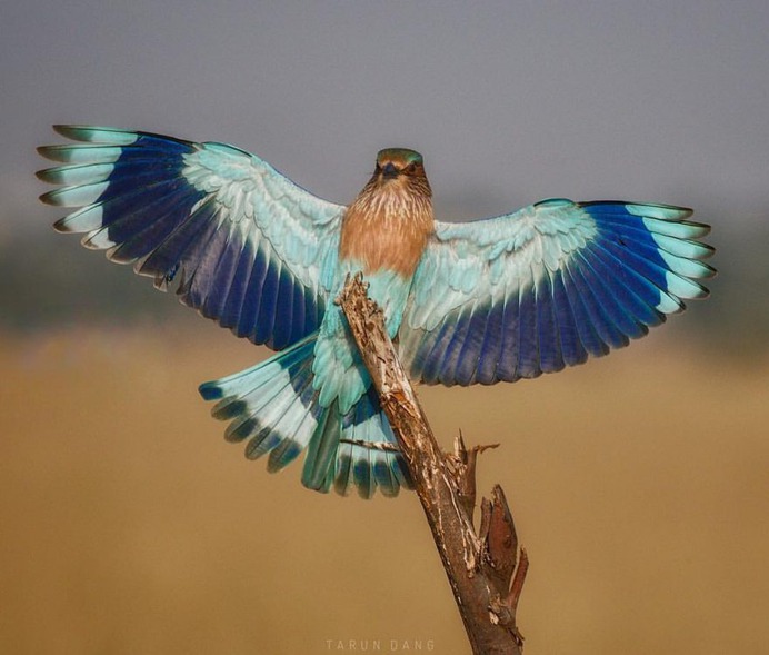 #birdsofinstagram: Beautiful Birds Photography by Tarun Dang