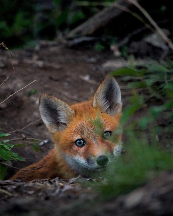 Fantastic Nature Photography by Logan Brown