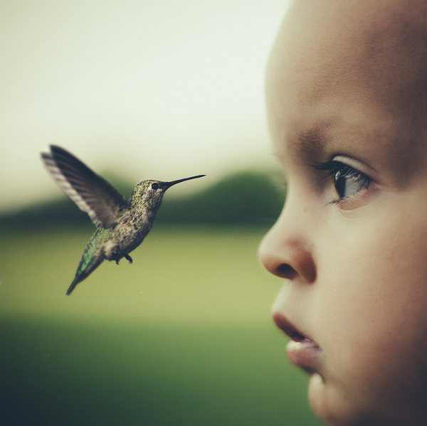Ordinary Fox - Conor Keller Photography #flight #hummingbird #child #bird #photography #wings #beauty