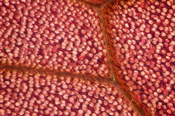 Macro Photography by Linden Gledhill #inspiration #photography #macro