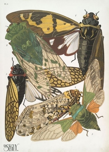 weetstraw.com - Insect Collages #insects