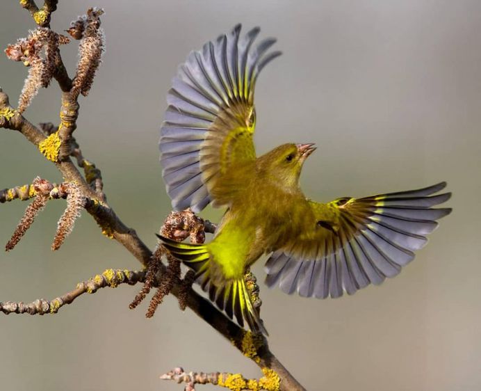 #only_raptors: Beautiful Birds of Prey Photography by Luciano Piazza