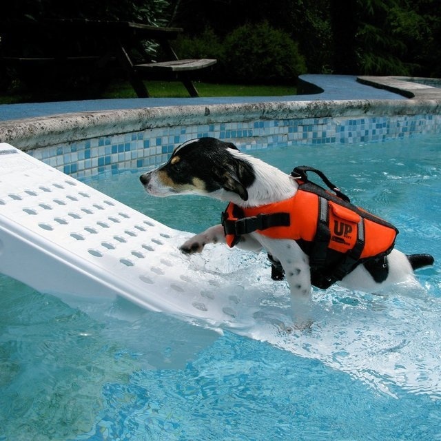 Skamper Pet Pool Escape Ramp #tech #flow #gadget #gift #ideas #cool