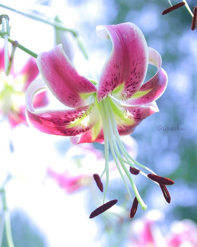 Beautiful Flowers Photography by Miyagawa Sirashu