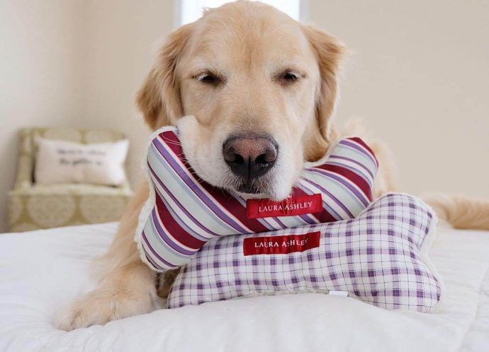 Most Dog Friendly Stores in America - Laura Ashley