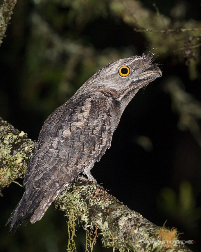 Breathtaking Wildlife Bird Photography by David Stowe