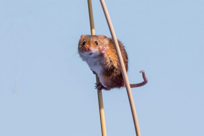 Hilarious Finalists of The Comedy Wildlife Photography Awards 2016