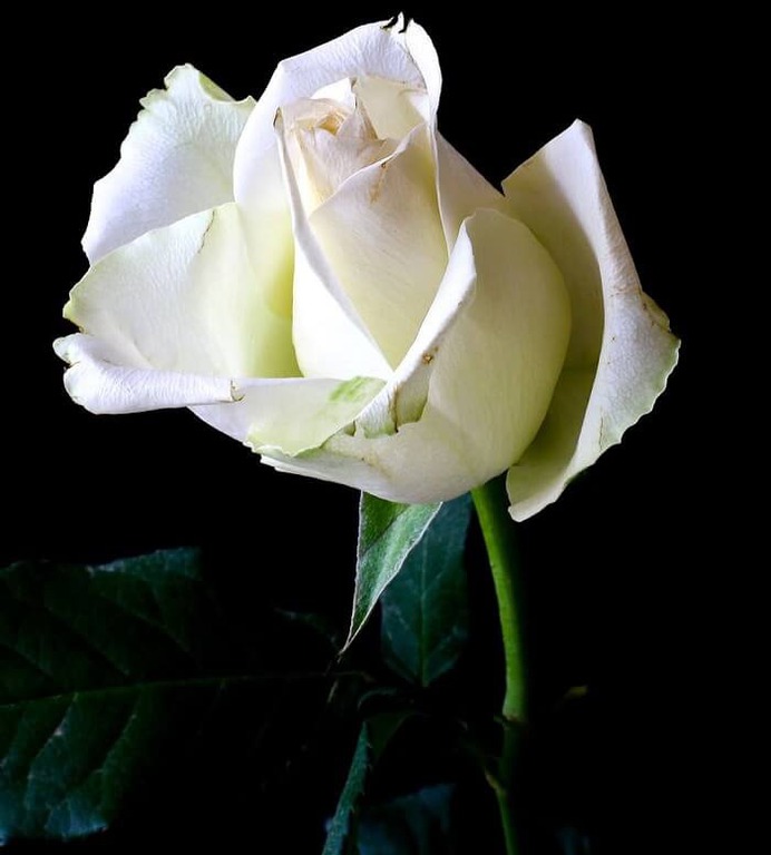 White Rose