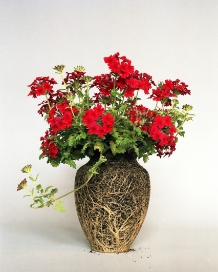 nurturestudies13-1050x1305.jpg (изображение «JPEG», 1050 × 1305 пикселов) #flower #scherer #diana