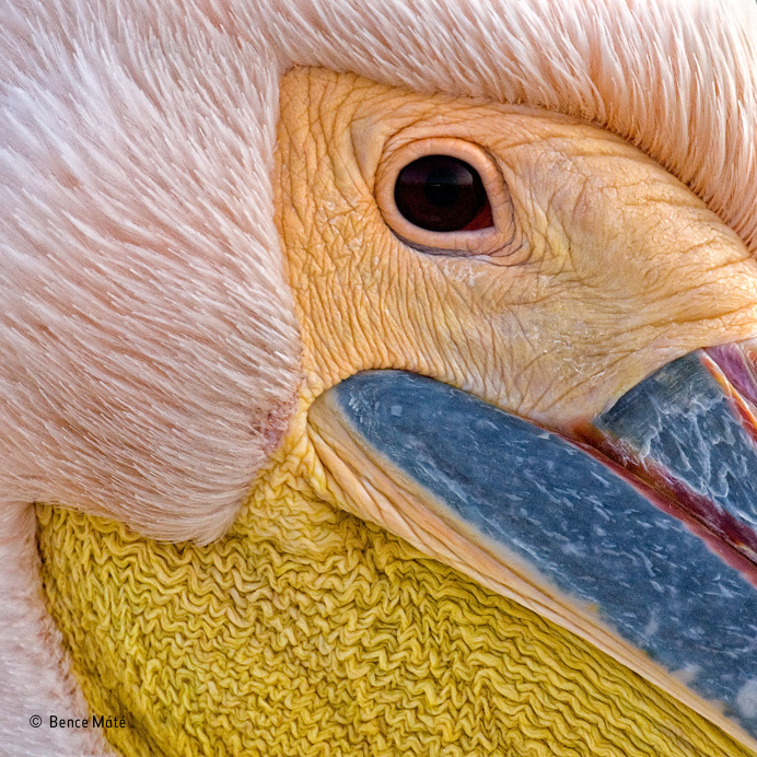 2016 Wildlife Photographer of the Year Awards