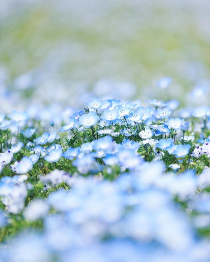 Beautiful Japanese Flowers Photos by Kaori Tanimoto