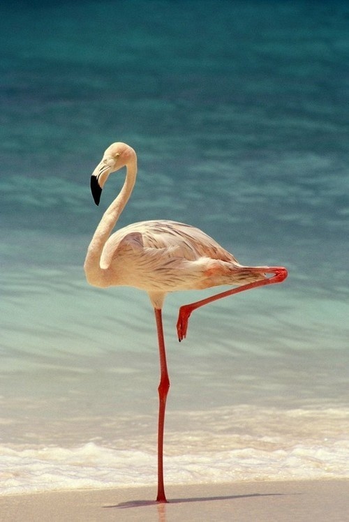 Photography #birds #flamingo