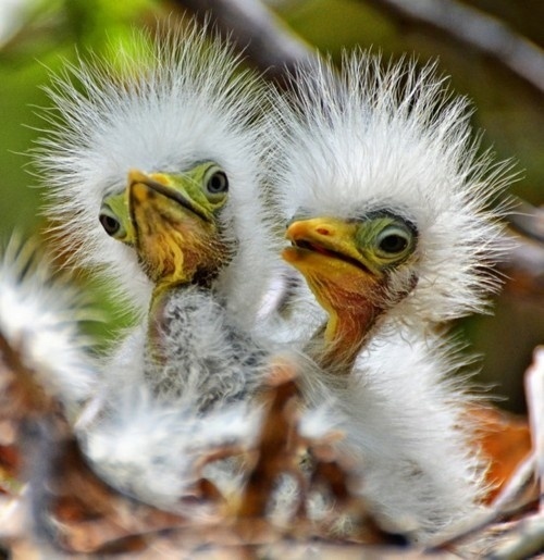 tumblr_lpwk75od041qa9omho1_500.jpg (JPEG-Grafik, 500x515 Pixel) #birds