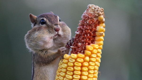 Chipmunk #chipmunk