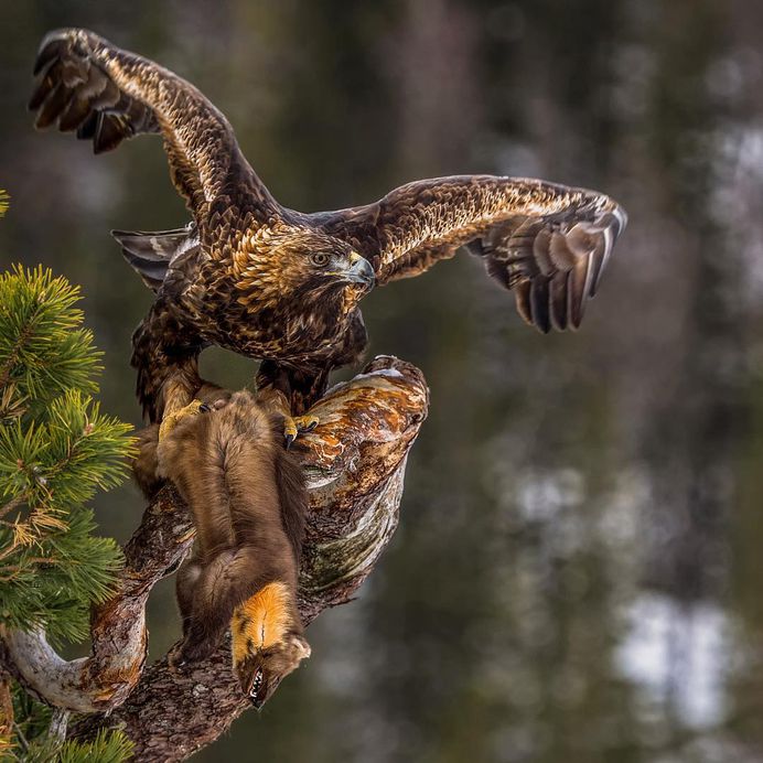 #bestbirdshots: Magnificent Bird Photography by Luigi Rotondaro