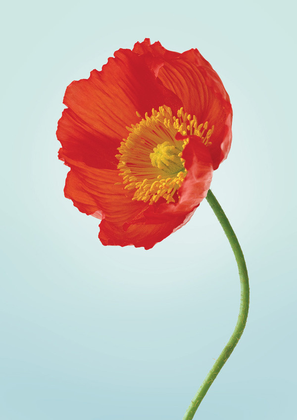 but does it float #flower #photography #realism