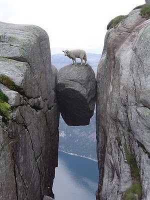 Between a rock and a hard place #perspective #rock #sheep #photography