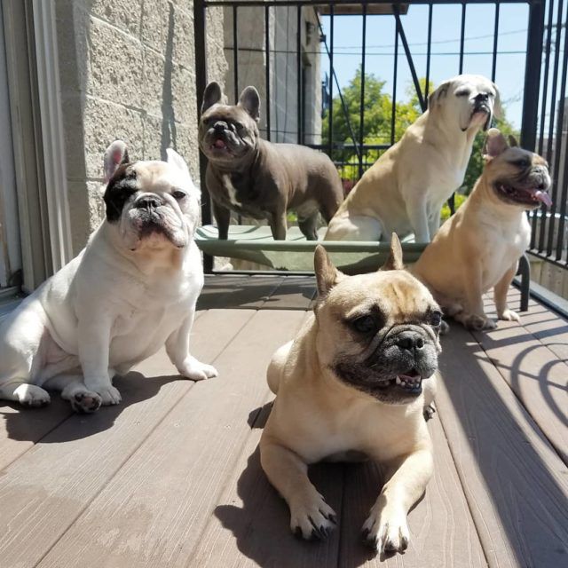 Manny_the_Frenchie