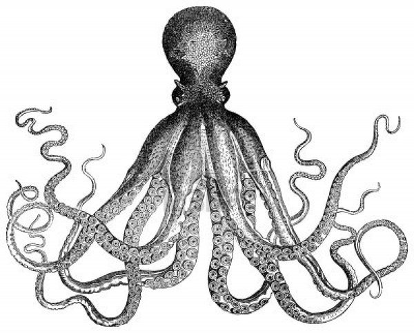 Octopus #illustration #octopus