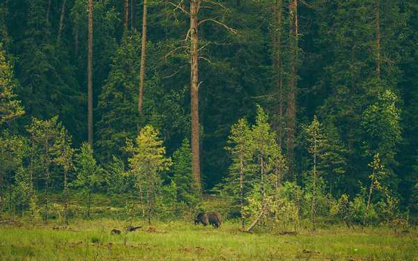 GO 70° NORTH #warm #nature #bear #forest #animal #trees #green