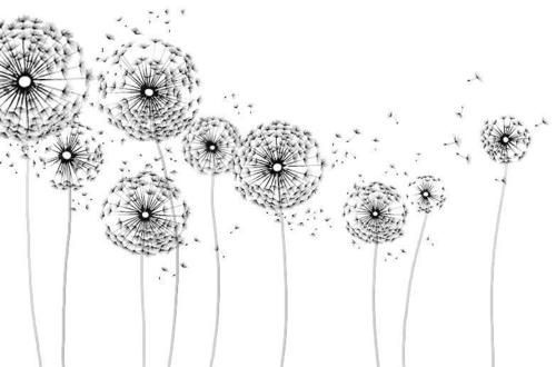 observando #dandelions