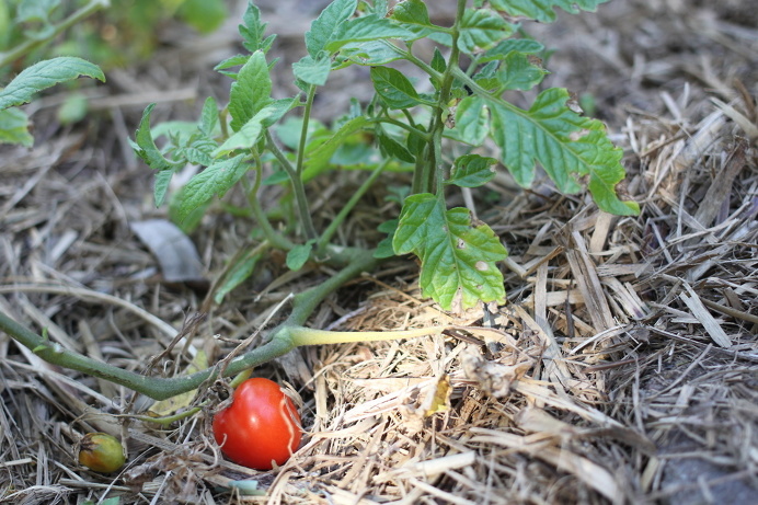 Tomato plant, Ella Clark, taken on the 1st of September, http://suitcasedreaming.tumblr.com