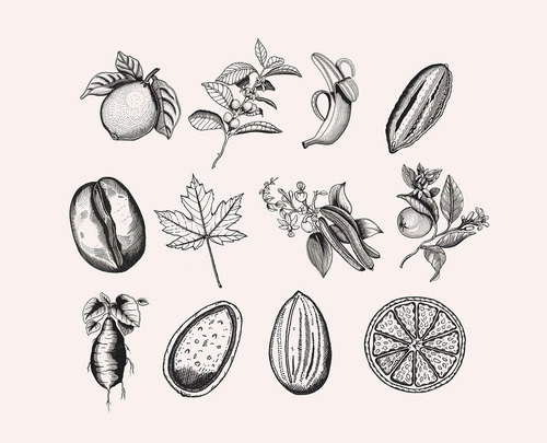 Plant illustrations
