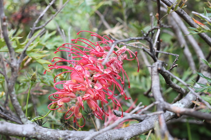 Bottlebrush, Ella Clark, Taken on 1st of September, http://suitcasedreaming.tumblr.com