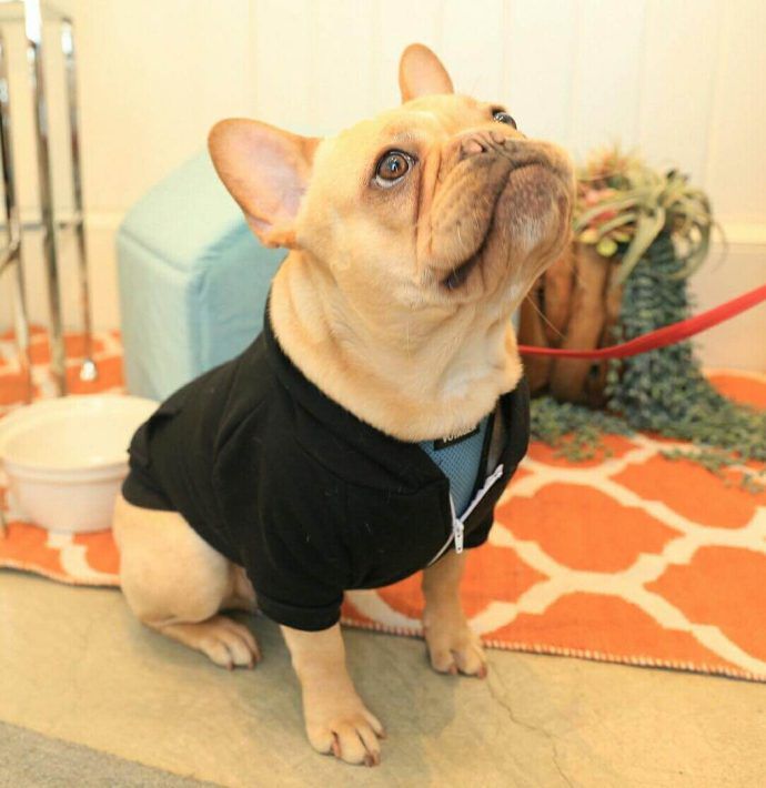 Most Dog Friendly Stores in America - Pottery Barn