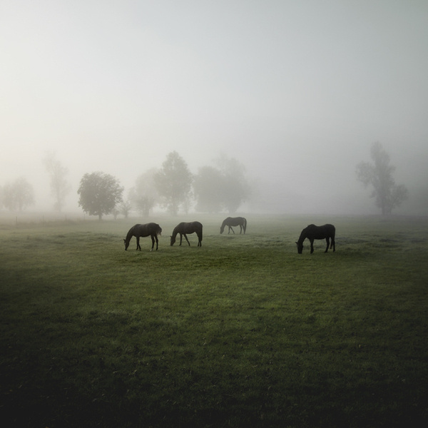 Herde on the Behance Network #horses #fog #heckel #photography #jrgen