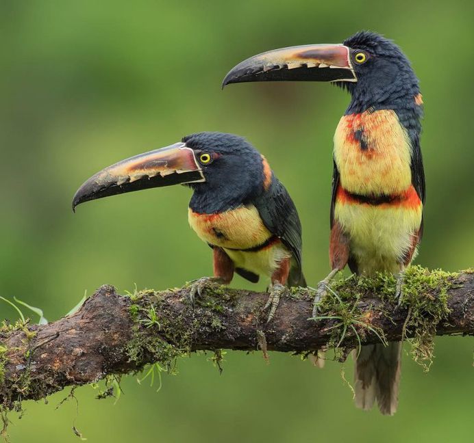 #bird_brilliance: Fascinating Bird Photography by Hector Astorga