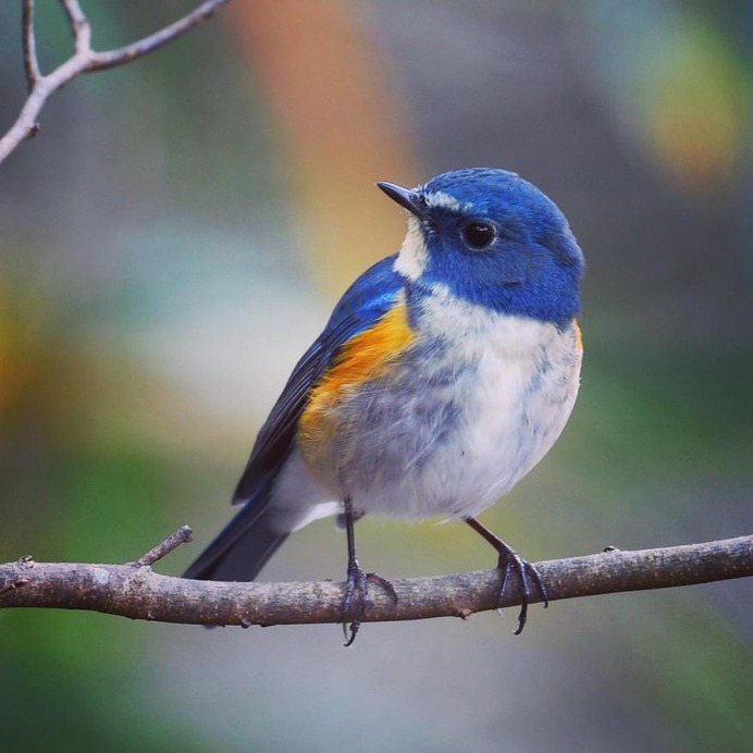 Birds of Japan: Beautiful Bird Photography by Hiroyuki Niimi