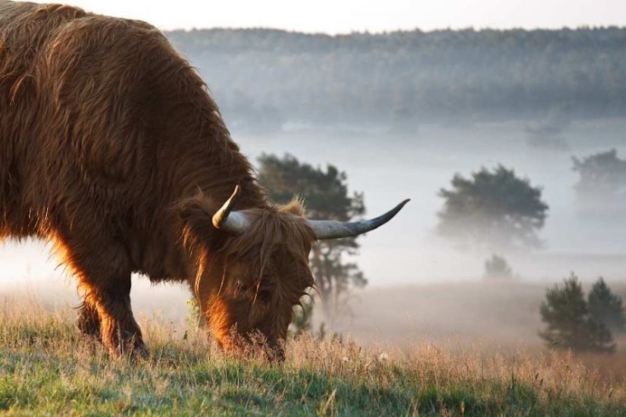 Gorgeous Animal Portraits by Pim Leijen