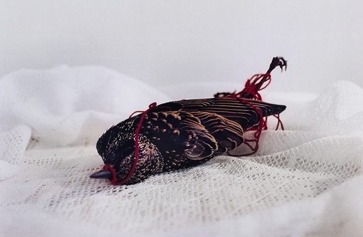 Memento Mori #kisiel #bird #photography #emma #dead
