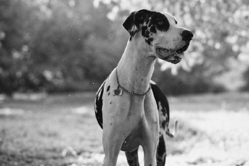 tokyo-bleep #dog