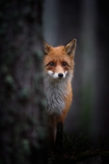 Piccsy :: Foxy #fox