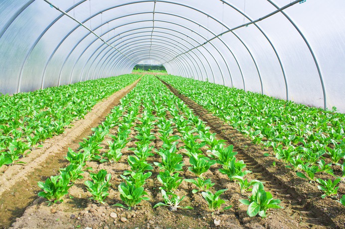 Hydroponic Water and Holding Tanks | Nutrient Tank for Growing Systems